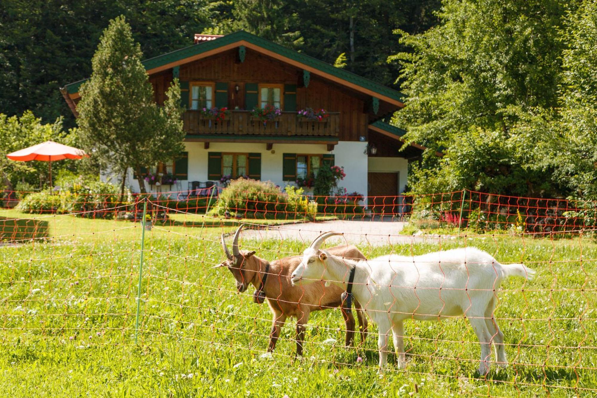 Ferienwohnung Hinterreiter Inkl. Chiemgaukarte Ruhpolding Εξωτερικό φωτογραφία